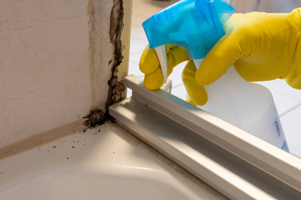 Best Insurance-Related Mold Remediation in Silver Spring, MD