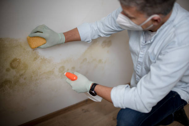 Best Black Mold Remediation in Silver Spring, MD