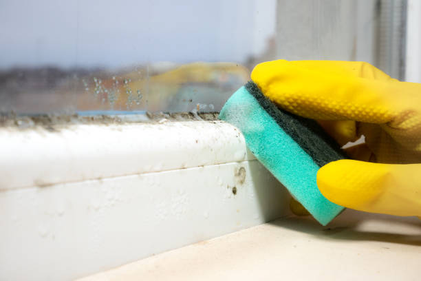 Best Commercial Mold Remediation in Silver Spring, MD