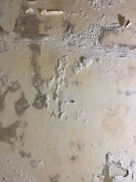Best White Mold Remediation in Silver Spring, MD
