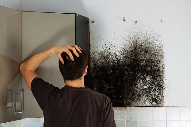 Best Basement Mold Remediation in Silver Spring, MD