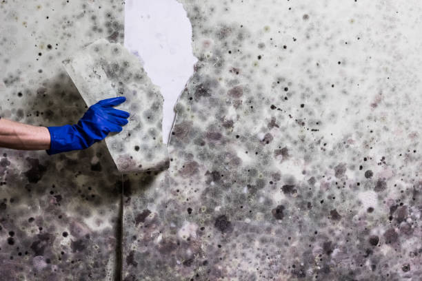 Best HVAC Mold Remediation in Silver Spring, MD